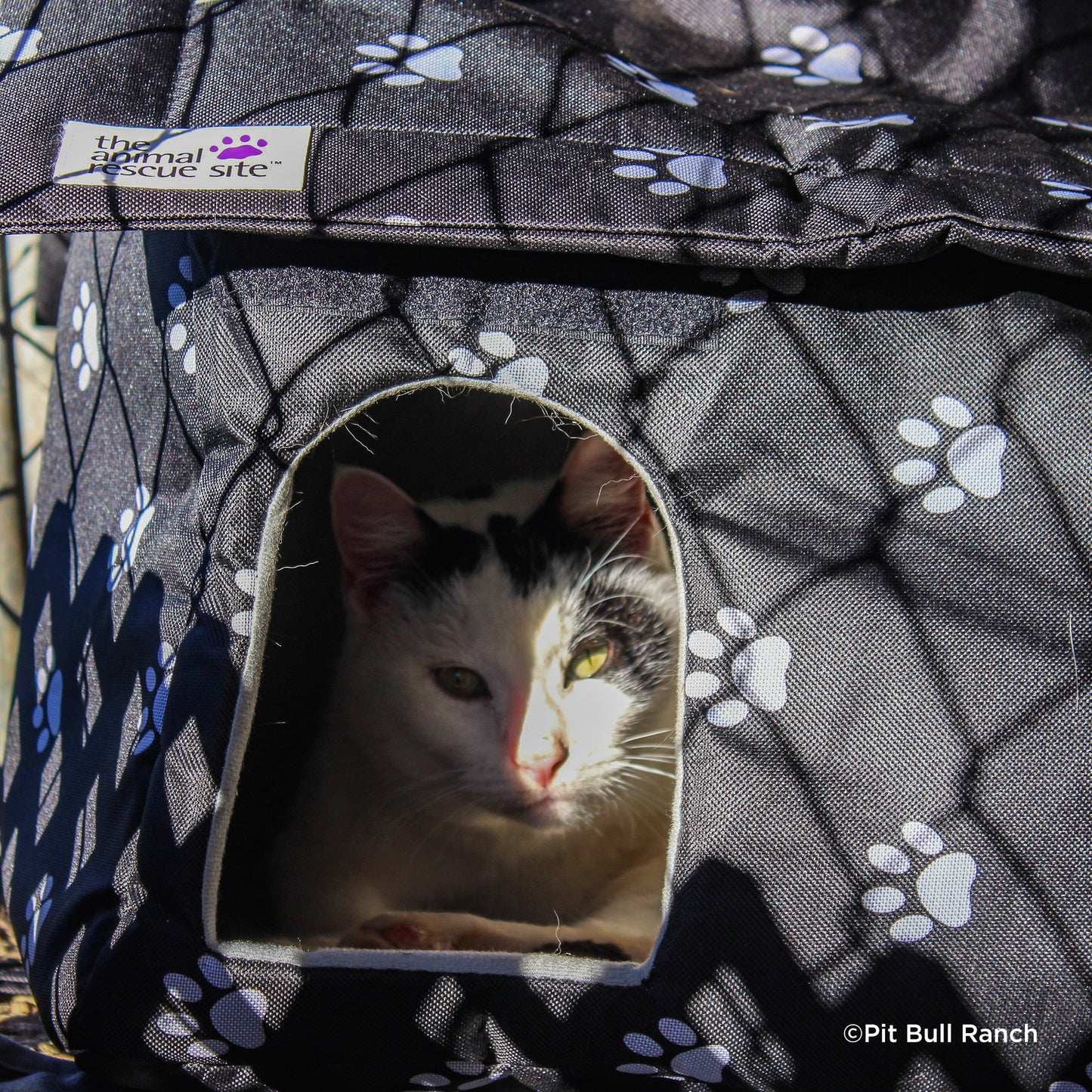 Protect Vulnerable Cats From Extreme Heat