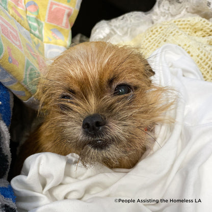Ready For Adoption: Provide Essential Grooming Supplies to Save Pets' Lives