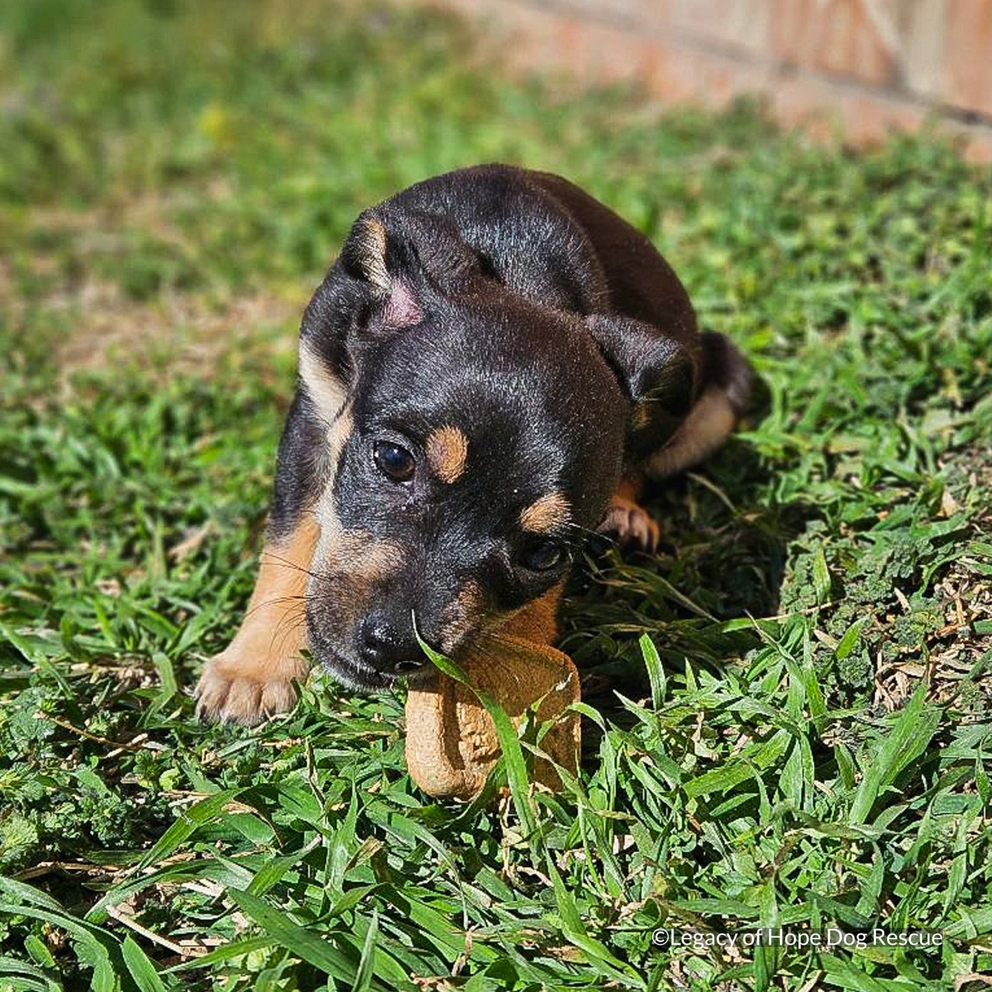 Halloween Treats for Shelter Animals