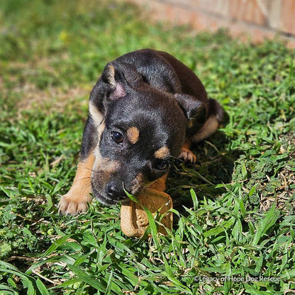 Halloween Treats for Shelter Animals