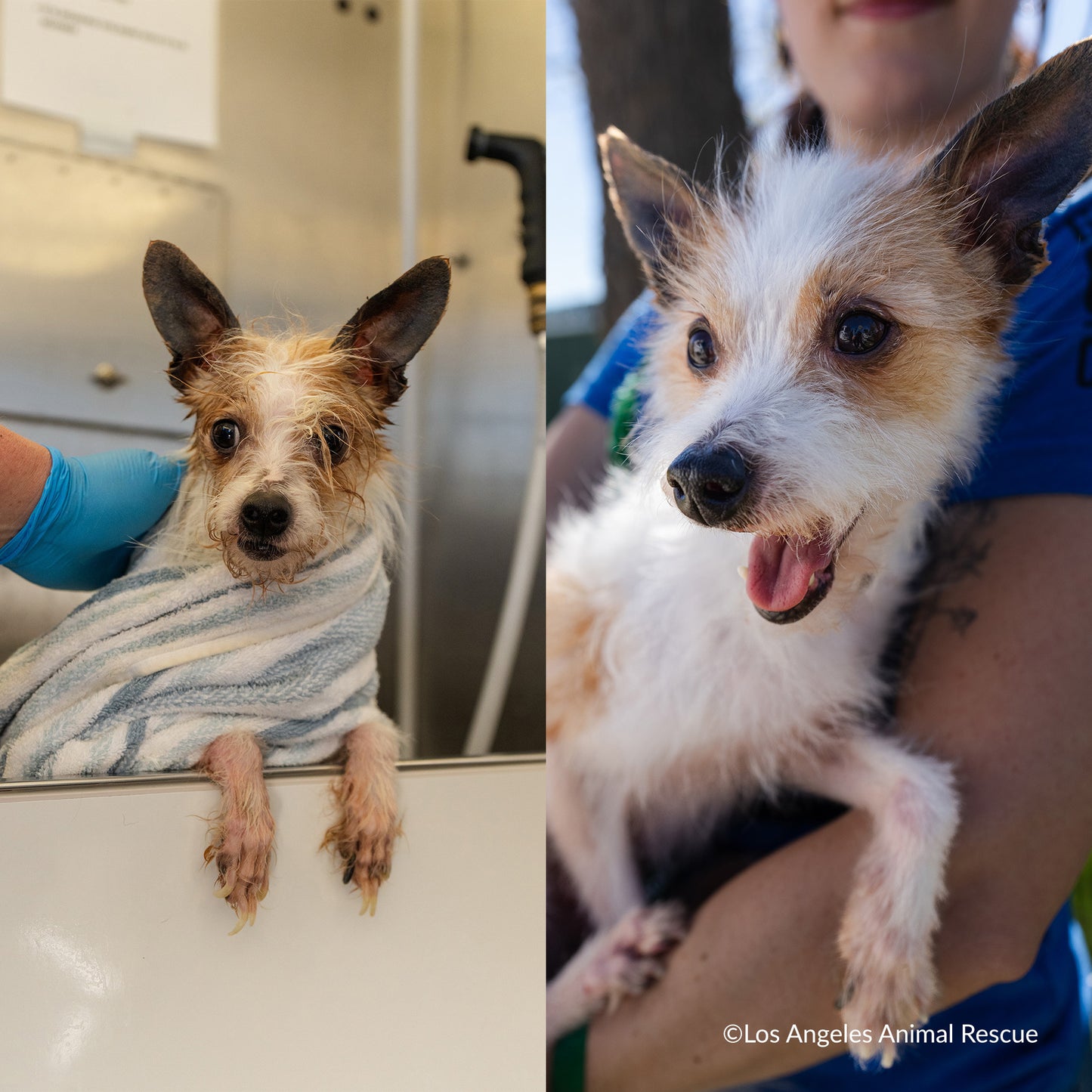 Ready For Adoption: Provide Essential Grooming Supplies to Save Pets' Lives