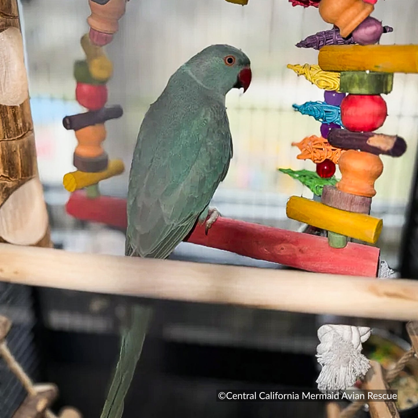 Help Rescued Exotic Birds By Sending Supplies