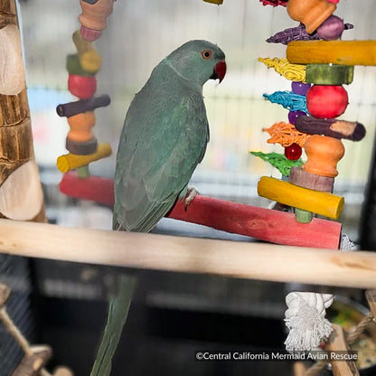 Help Rescued Exotic Birds By Sending Supplies