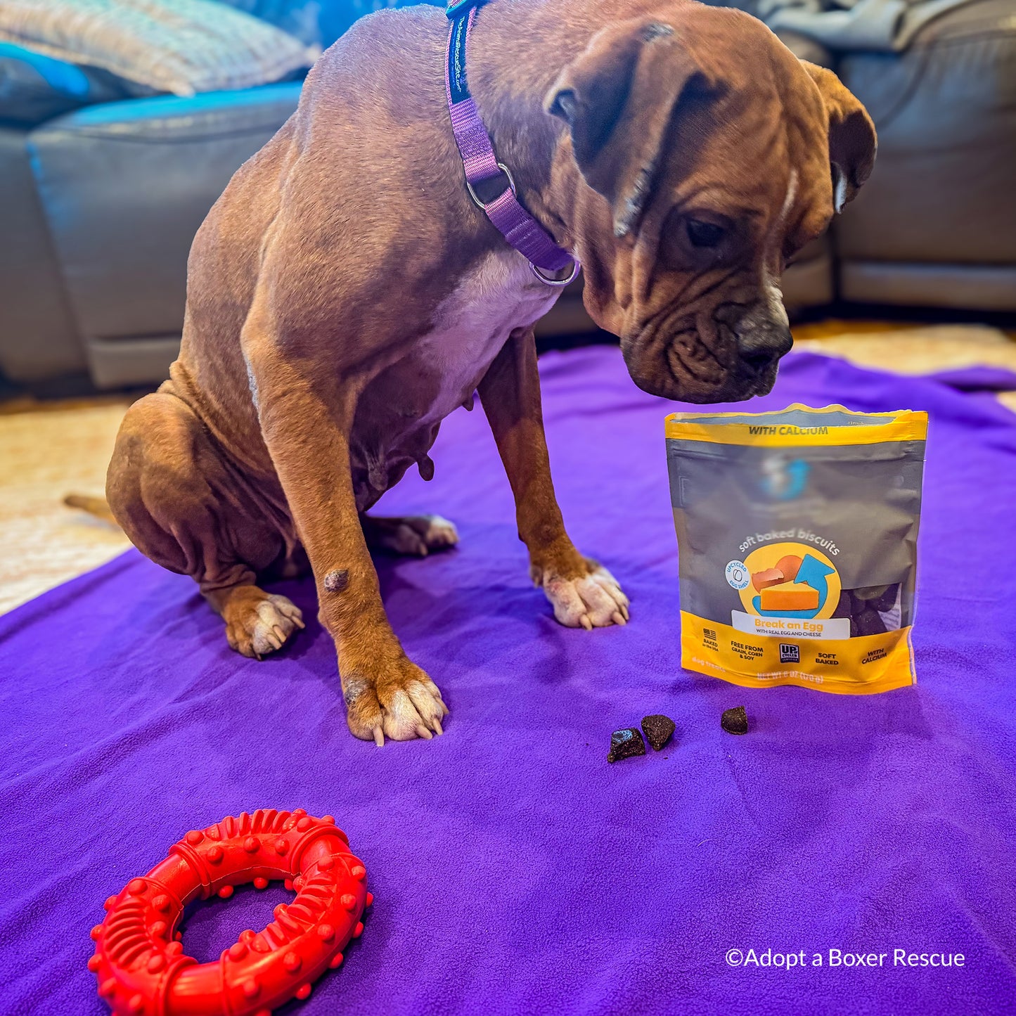 Halloween Treats for Shelter Animals