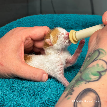 Emergency Care: Life-Saving Formula Kits For Fur Babies