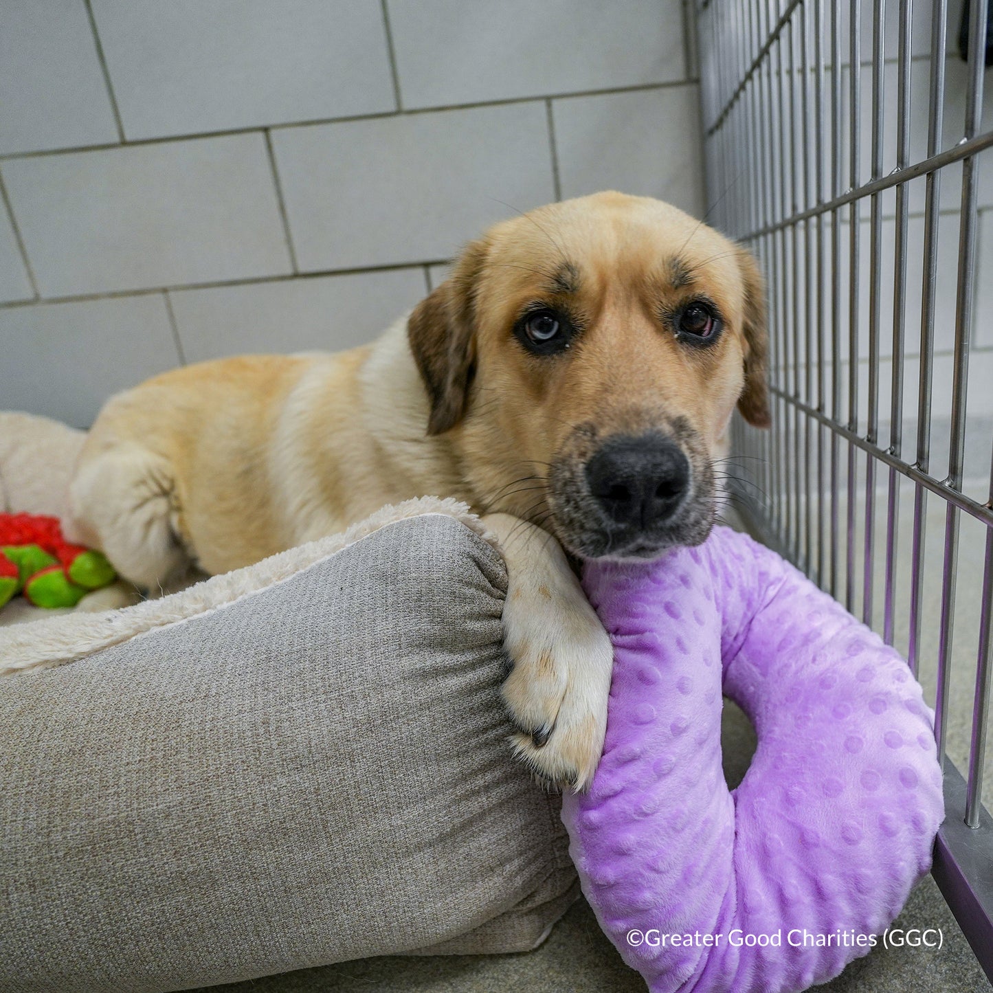 Happy Birthday Animal Rescue Site | Send Presents to Dogs & Cats