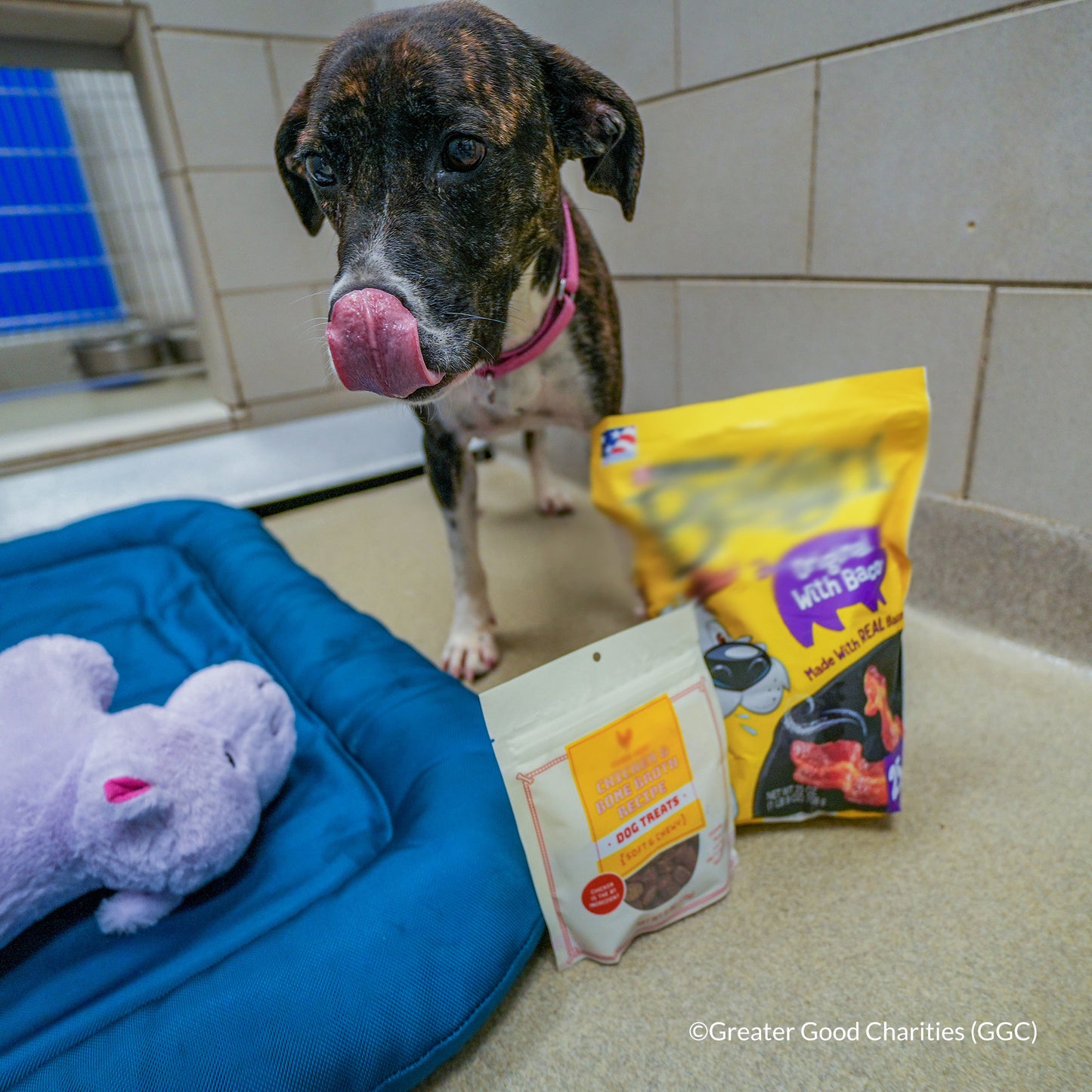 Happy Birthday Animal Rescue Site | Send Presents to Dogs & Cats