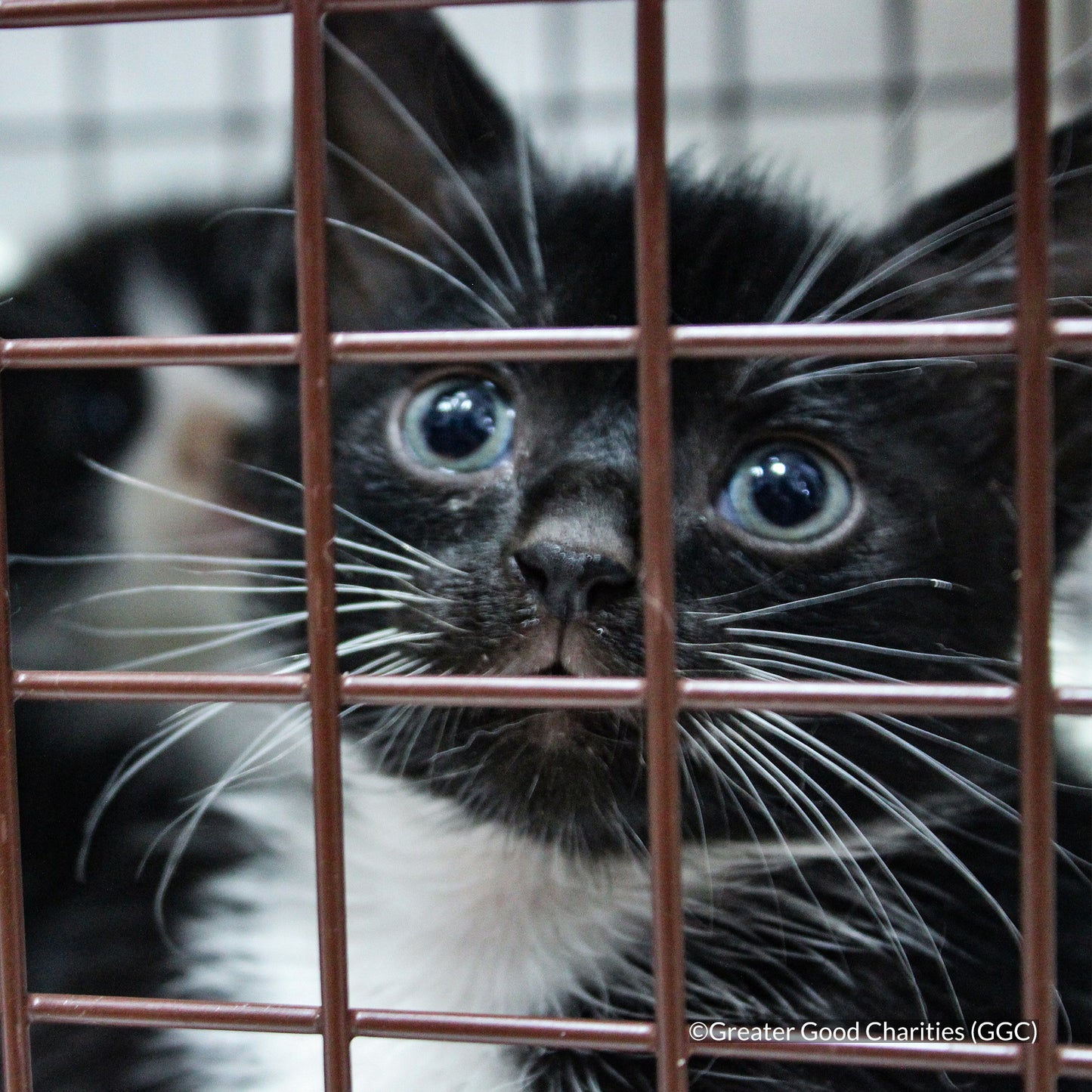 Emergency Pet Rescue & Care