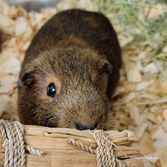 Send Supplies to Hamsters, Guinea Pigs and Other Small Animals