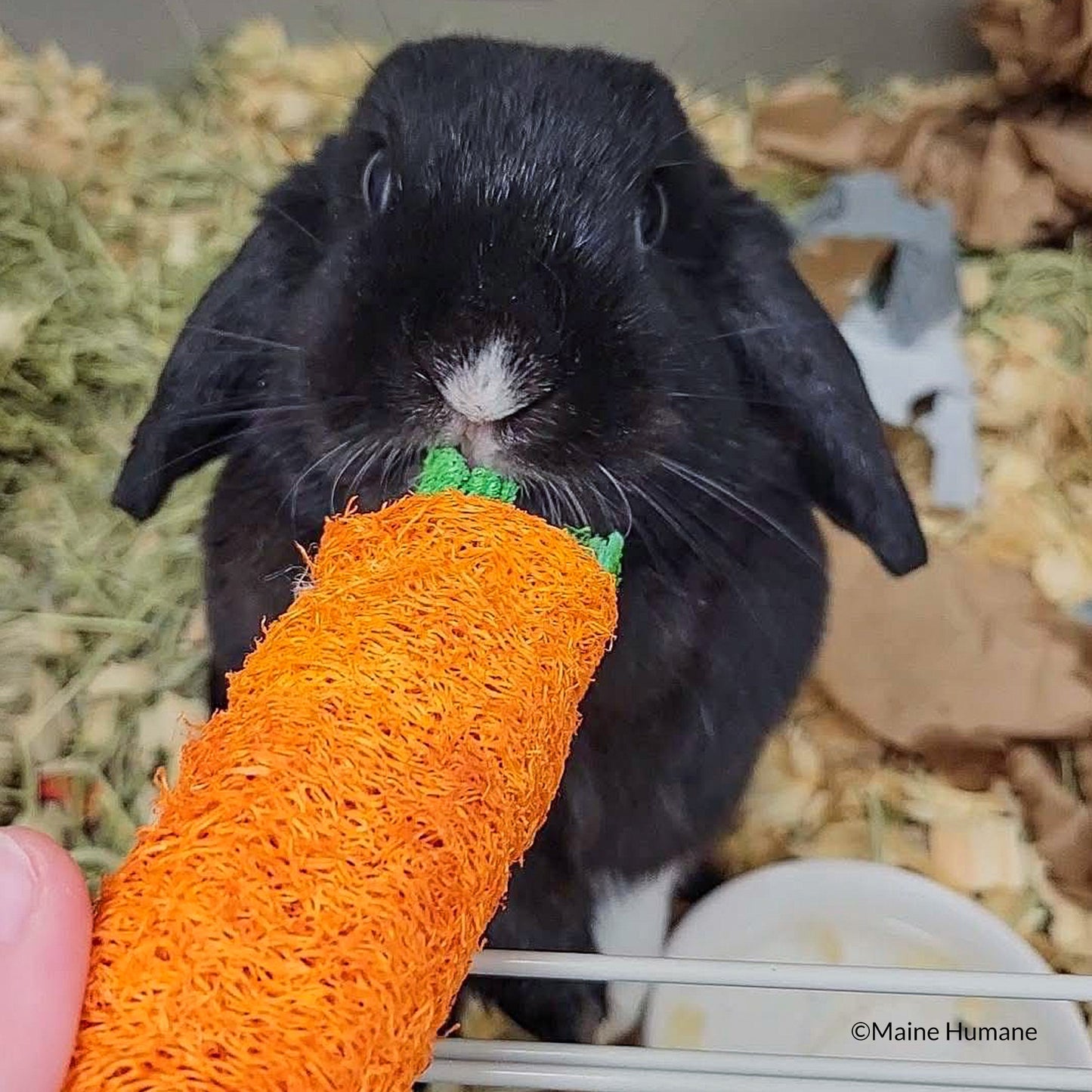 Send Lifesaving Supplies to Rescue Bunnies