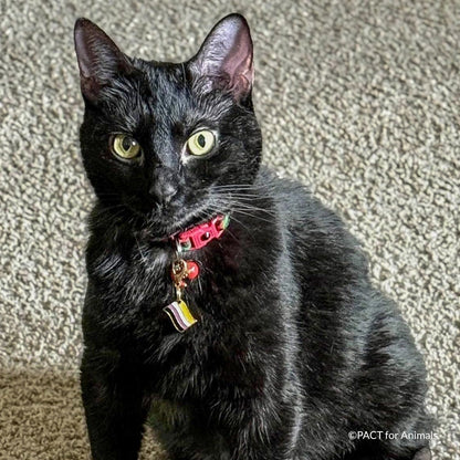Crazy for Cats: Provide Essentials for Cats & Kittens In Need