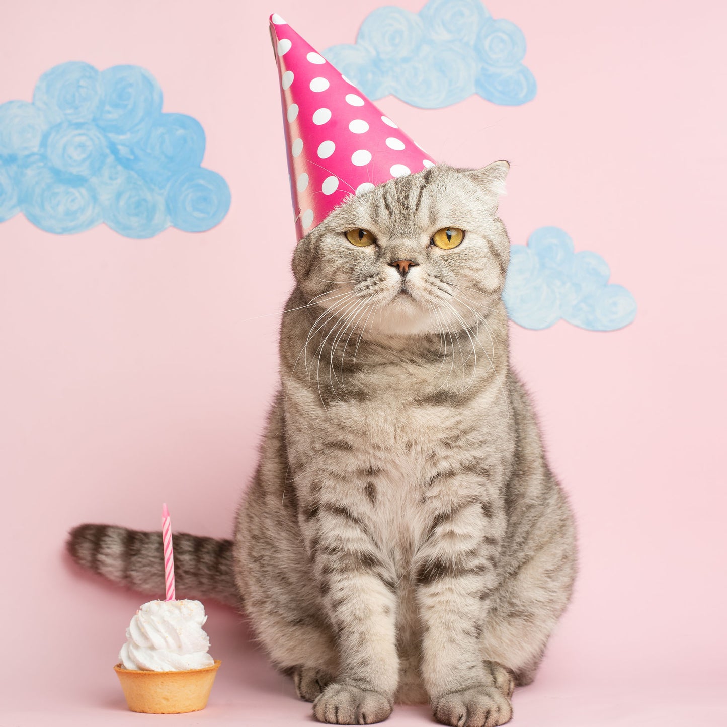 Happy Birthday Animal Rescue Site | Send Presents to Dogs & Cats Benefit Buy