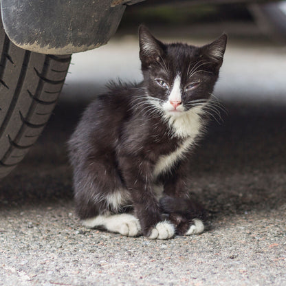 Send Critical Relief to Protect Pets of the Homeless During Summer Heat