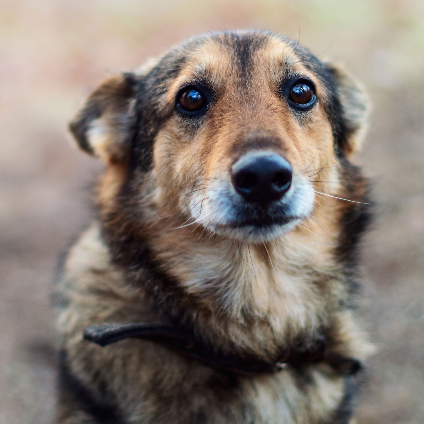 Send Critical Relief to Protect Pets of the Homeless During Summer Heat