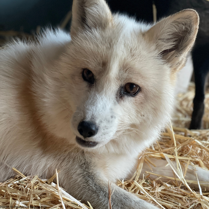 Support Jasper The Fox After Rescue From Fur Trade