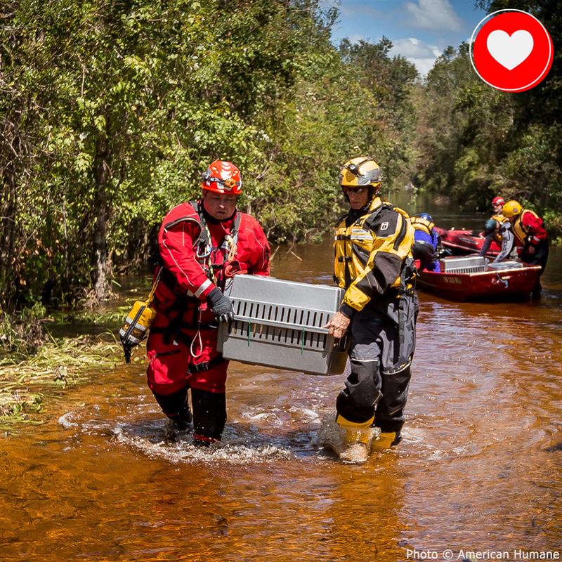 Help People and Pet Victims of Hurricanes