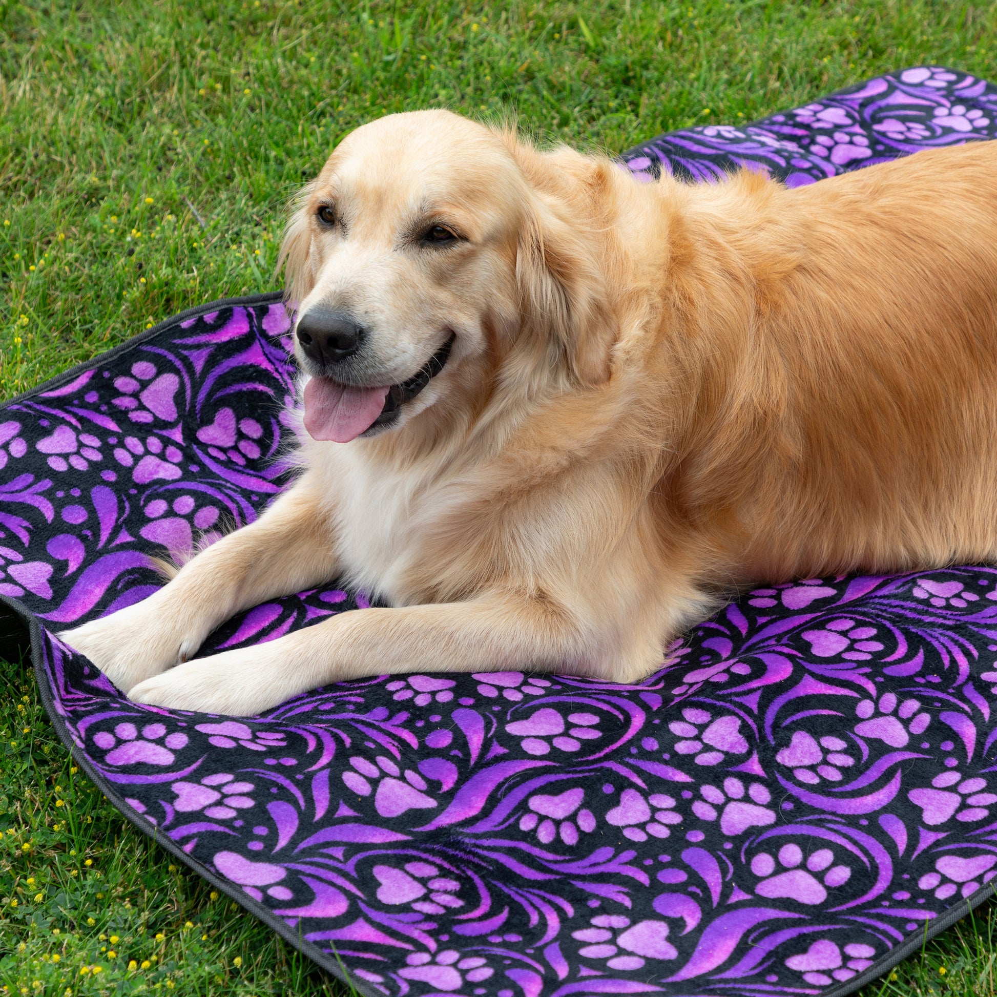 A golden retriever dog lying on a purple and black patterned blanket outdoors on green grass.