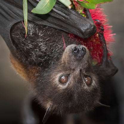 Provide Housing & Protection for Bats