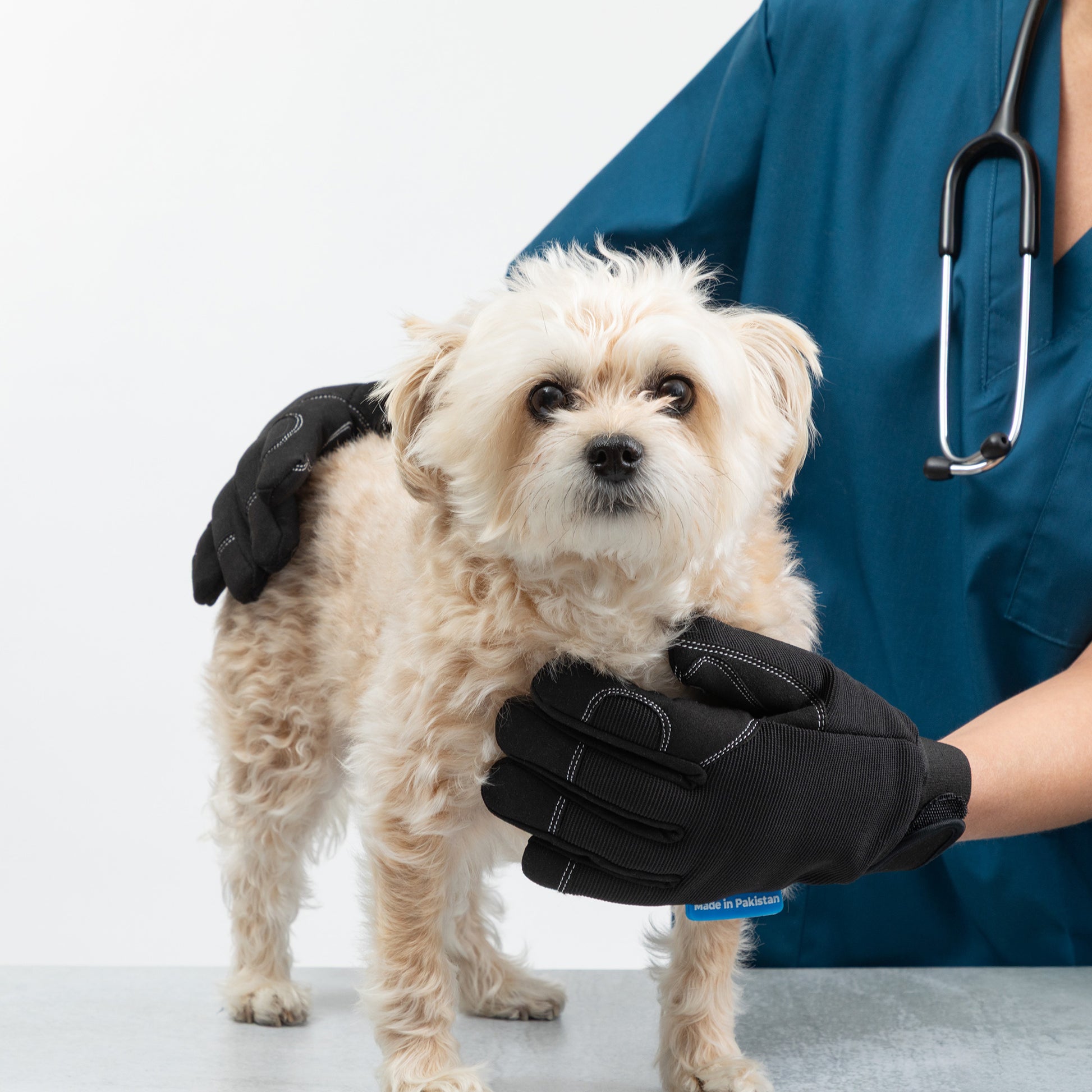 Small dog being examined by a person wearing gloves and scrubs on a white background