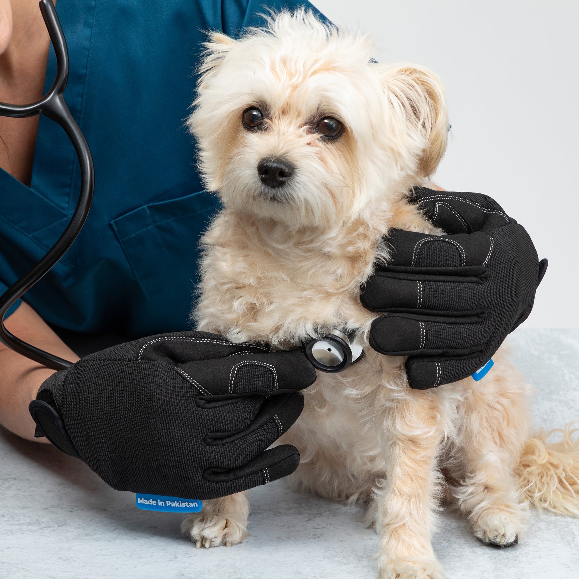 Small dog being examined by a person wearing black gloves with a stethoscope, on a light gray background.