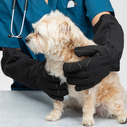 Small dog being examined by a veterinarian wearing black gloves