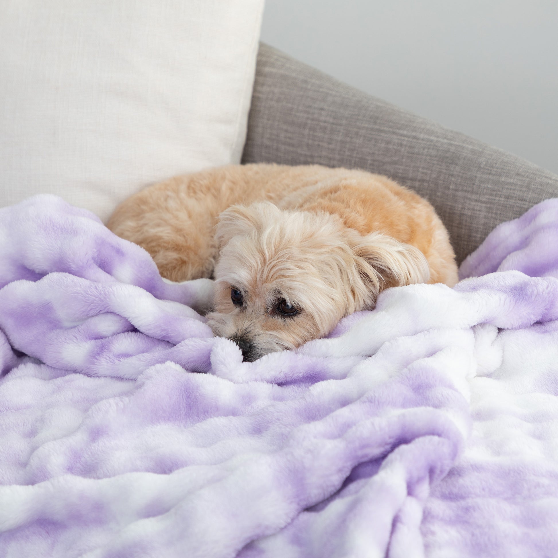 A small fluffy dog rests on a plush lavender and white blanket draped over a gray sofa with a white pillow in the background.
