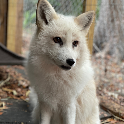 Support Jasper The Fox After Rescue From Fur Trade