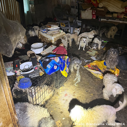 153 Animals Rescued From Hoarding Horrors Are Now Fighting for Their Lives