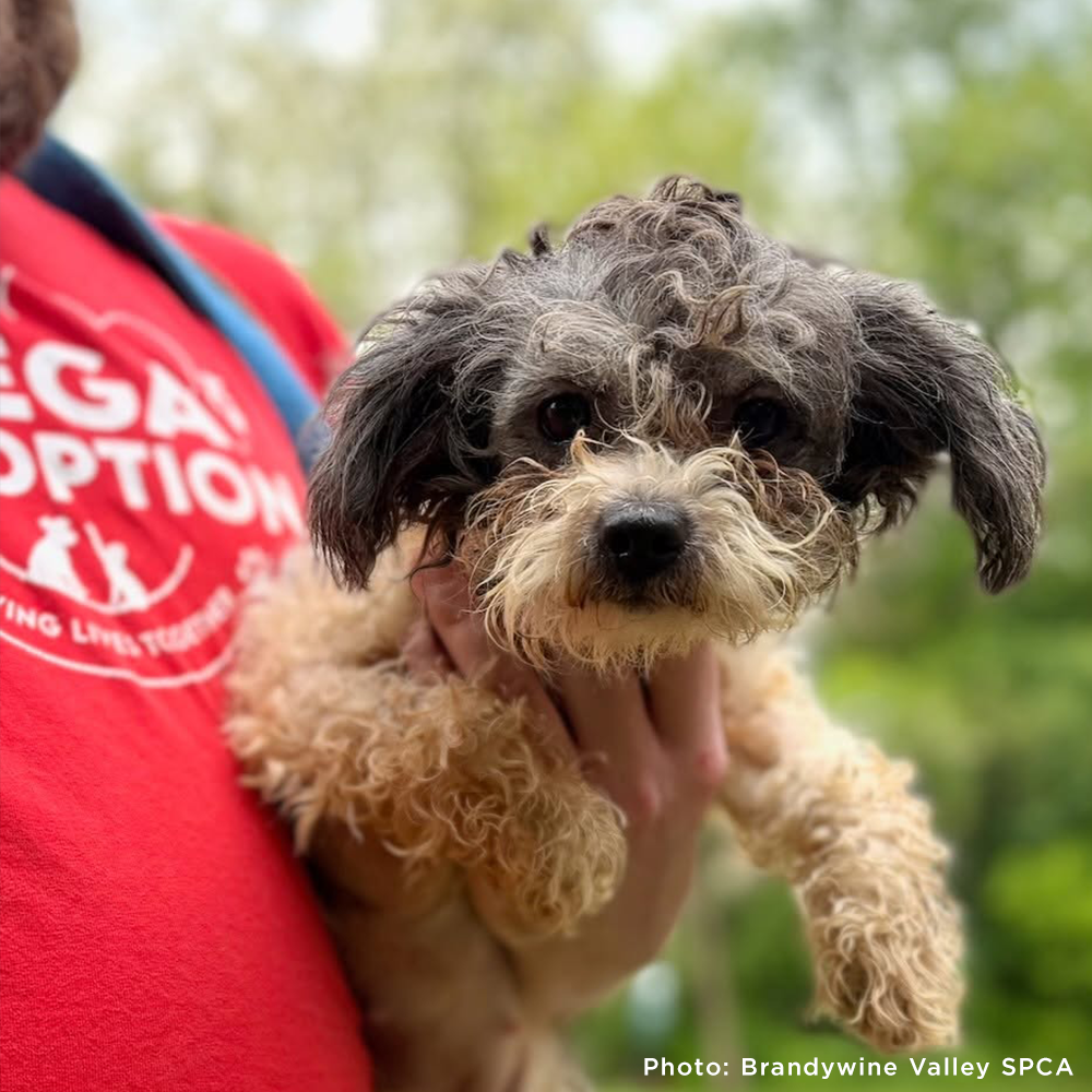 153 Animals Rescued From Hoarding Horrors Are Now Fighting for Their Lives