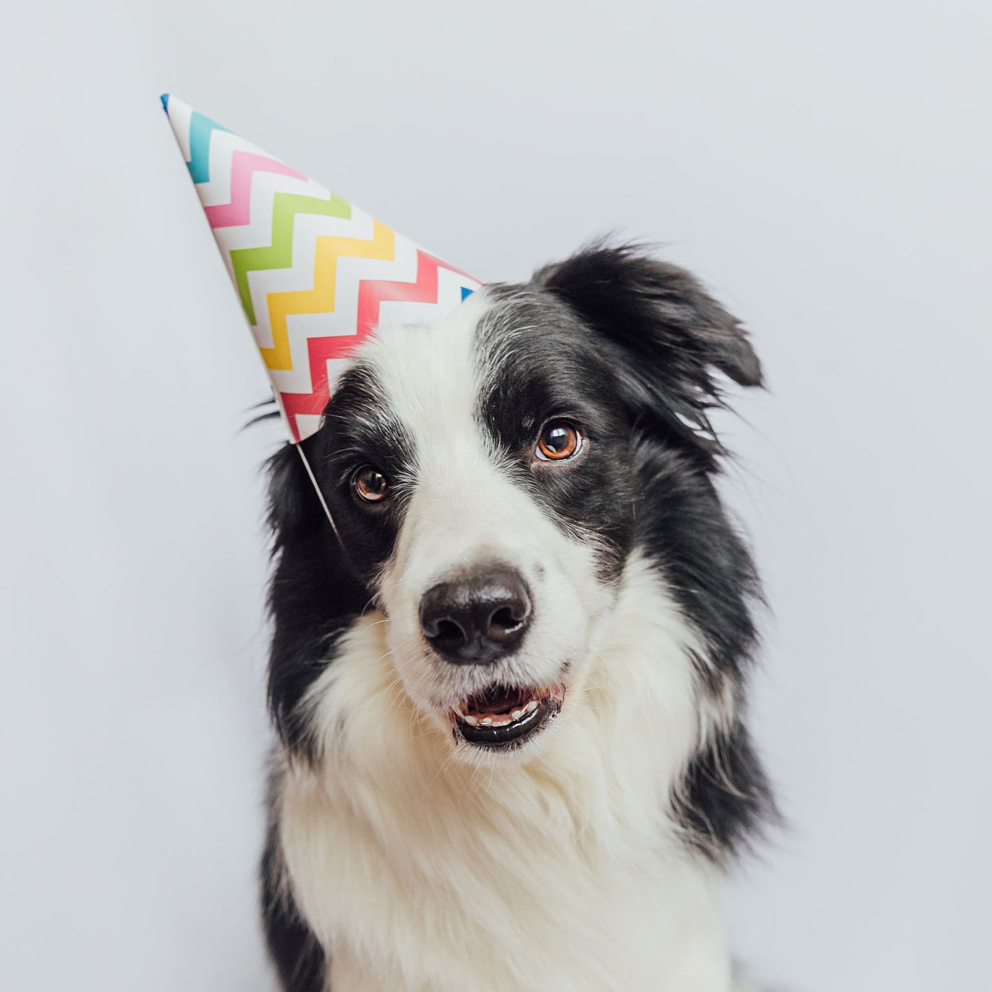Happy Birthday Animal Rescue Site | Send Presents to Dogs & Cats Benefit Buy