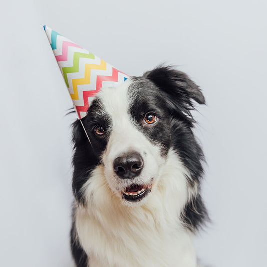 Happy Birthday Animal Rescue Site | Send Presents to Dogs & Cats