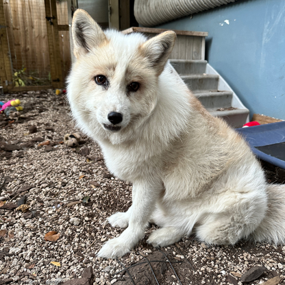 Support Jasper The Fox After Rescue From Fur Trade