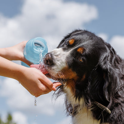 Send Critical Relief to Protect Pets of the Homeless During Summer Heat