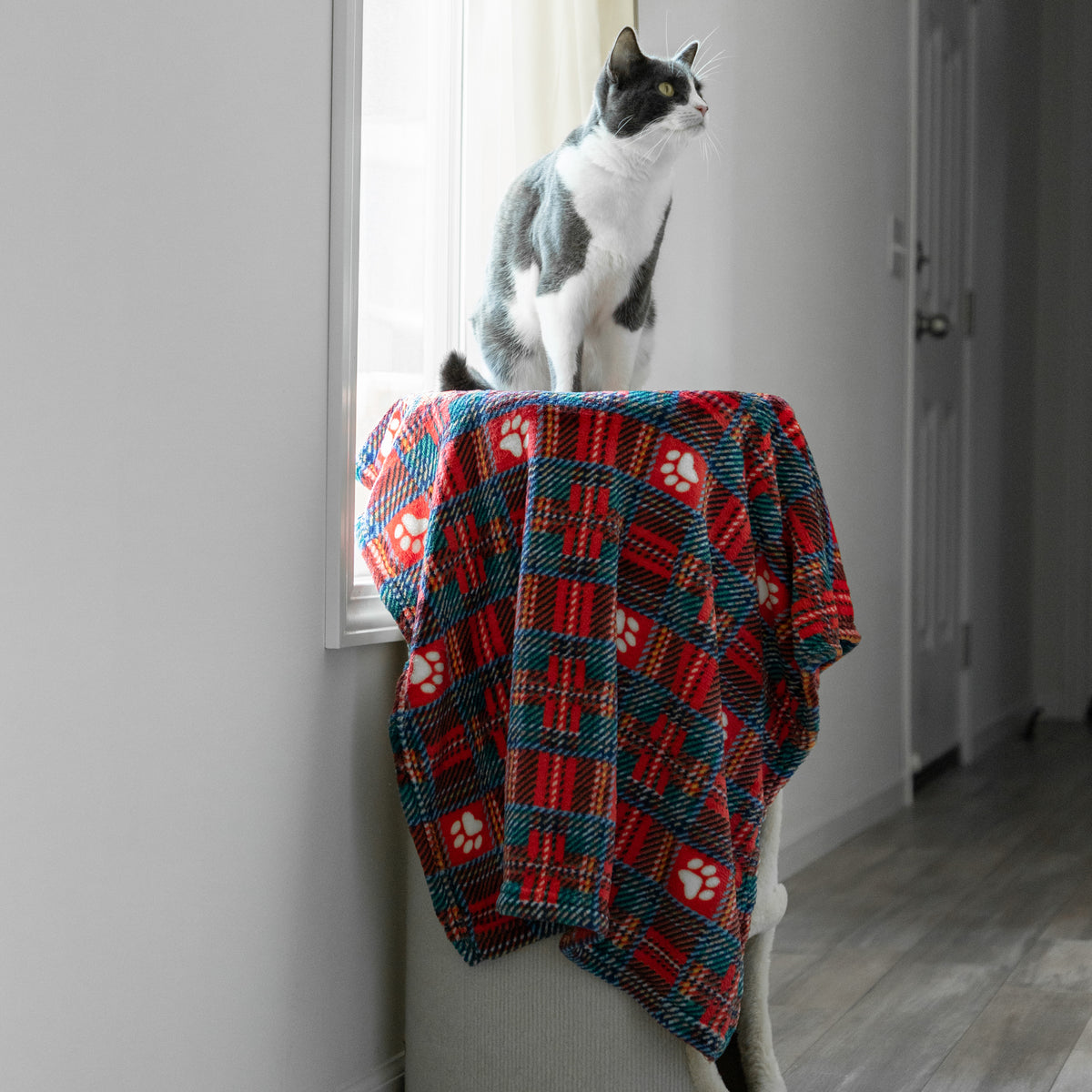 A gray and white cat sits on a window sill wearing a red, blue, and white plaid cat blanket with paw prints, in a home hallway.