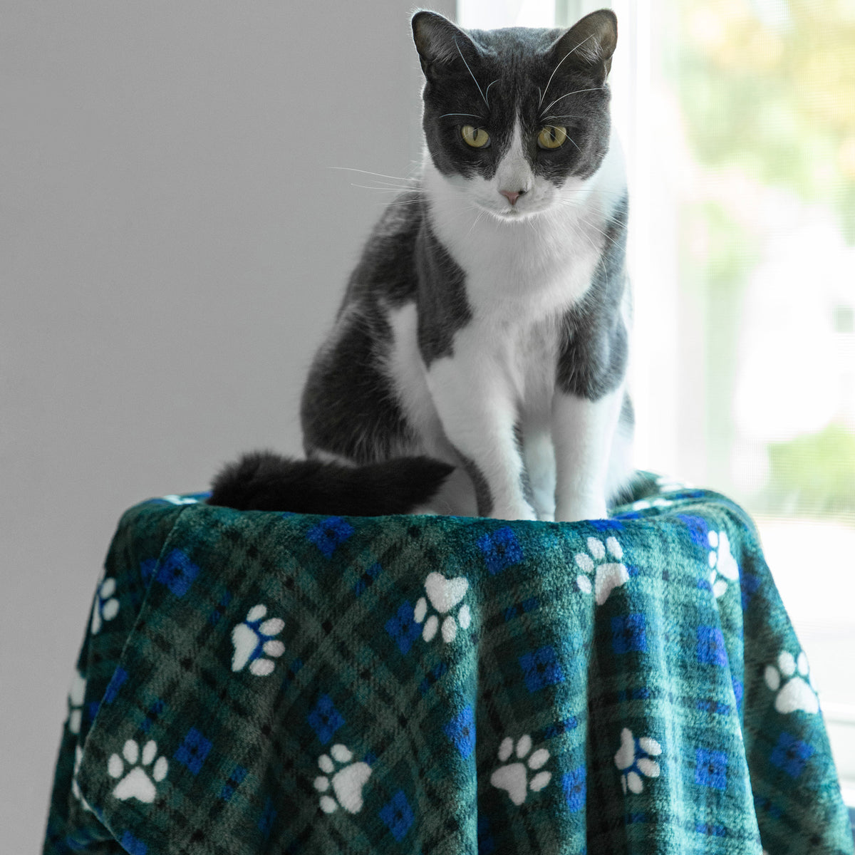 A gray and white cat sits on a green plaid blanket with white paw prints, set against a softly blurred indoor background near a window.