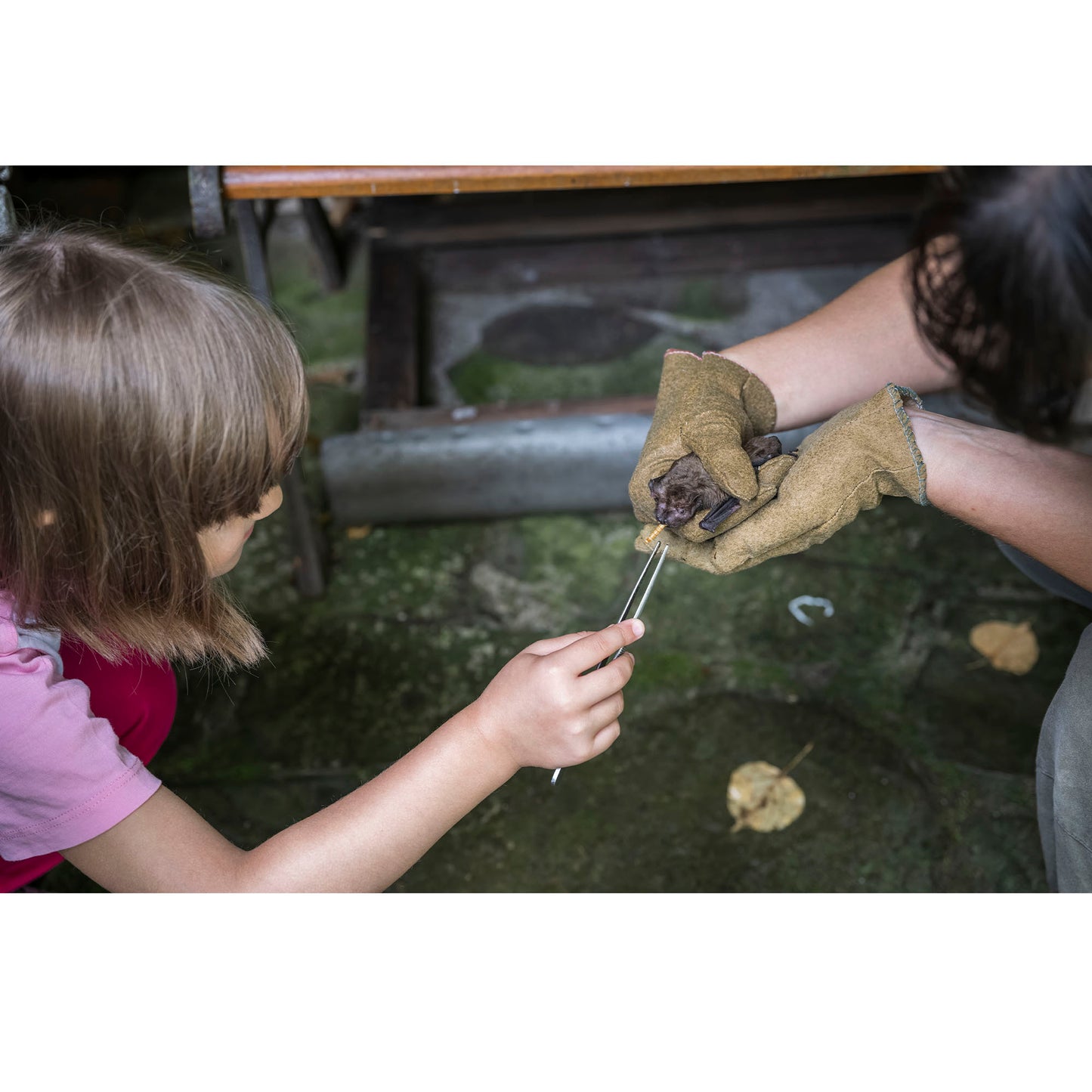 Provide Housing & Protection for Bats