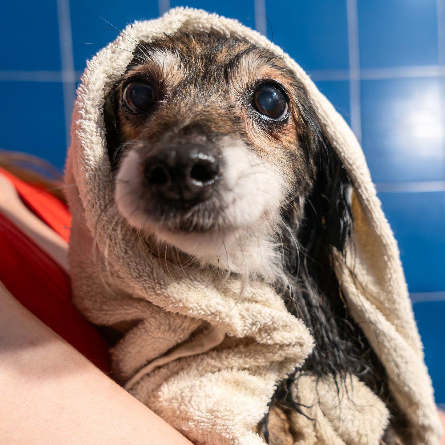 Ready For Adoption: Provide Essential Grooming Supplies to Save Pets' Lives