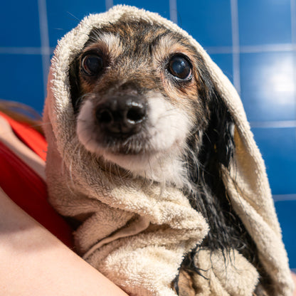 Ready For Adoption: Provide Essential Grooming Supplies to Save Pets' Lives