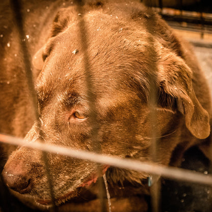 Ready For Adoption: Provide Essential Grooming Supplies to Save Pets' Lives