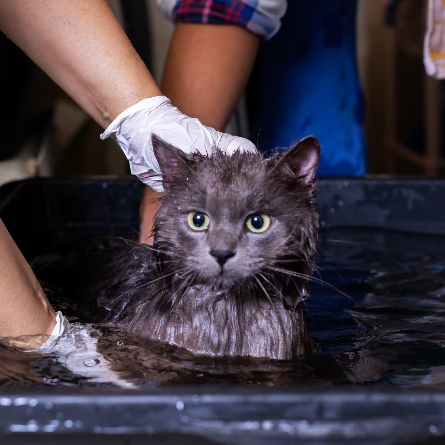 Ready For Adoption: Provide Essential Grooming Supplies to Save Pets' Lives