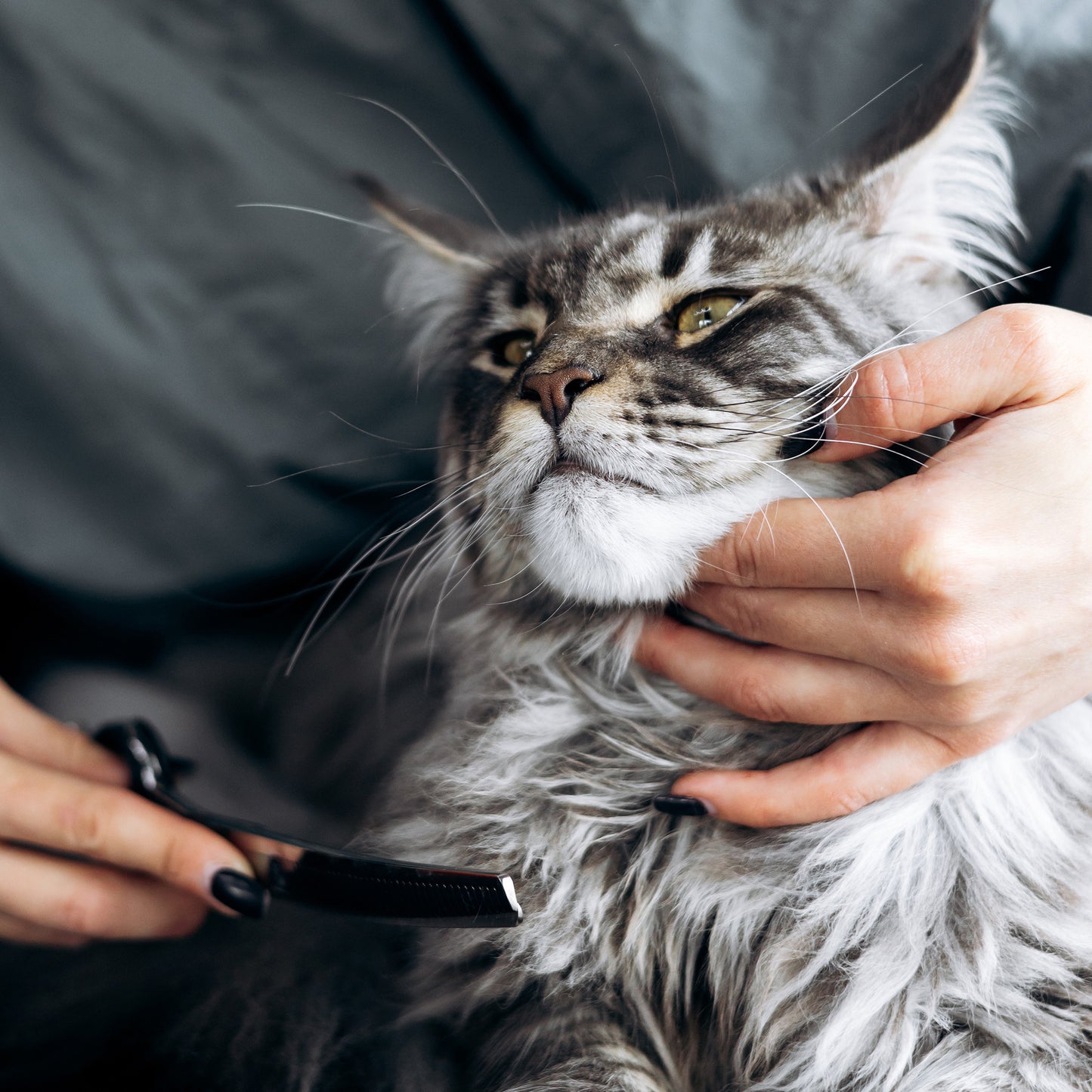 Ready For Adoption: Provide Essential Grooming Supplies to Save Pets' Lives