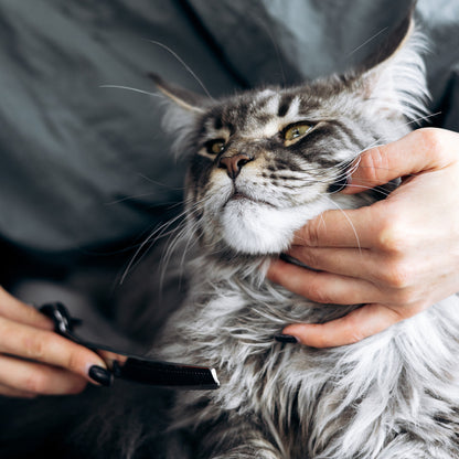 Ready For Adoption: Provide Essential Grooming Supplies to Save Pets' Lives