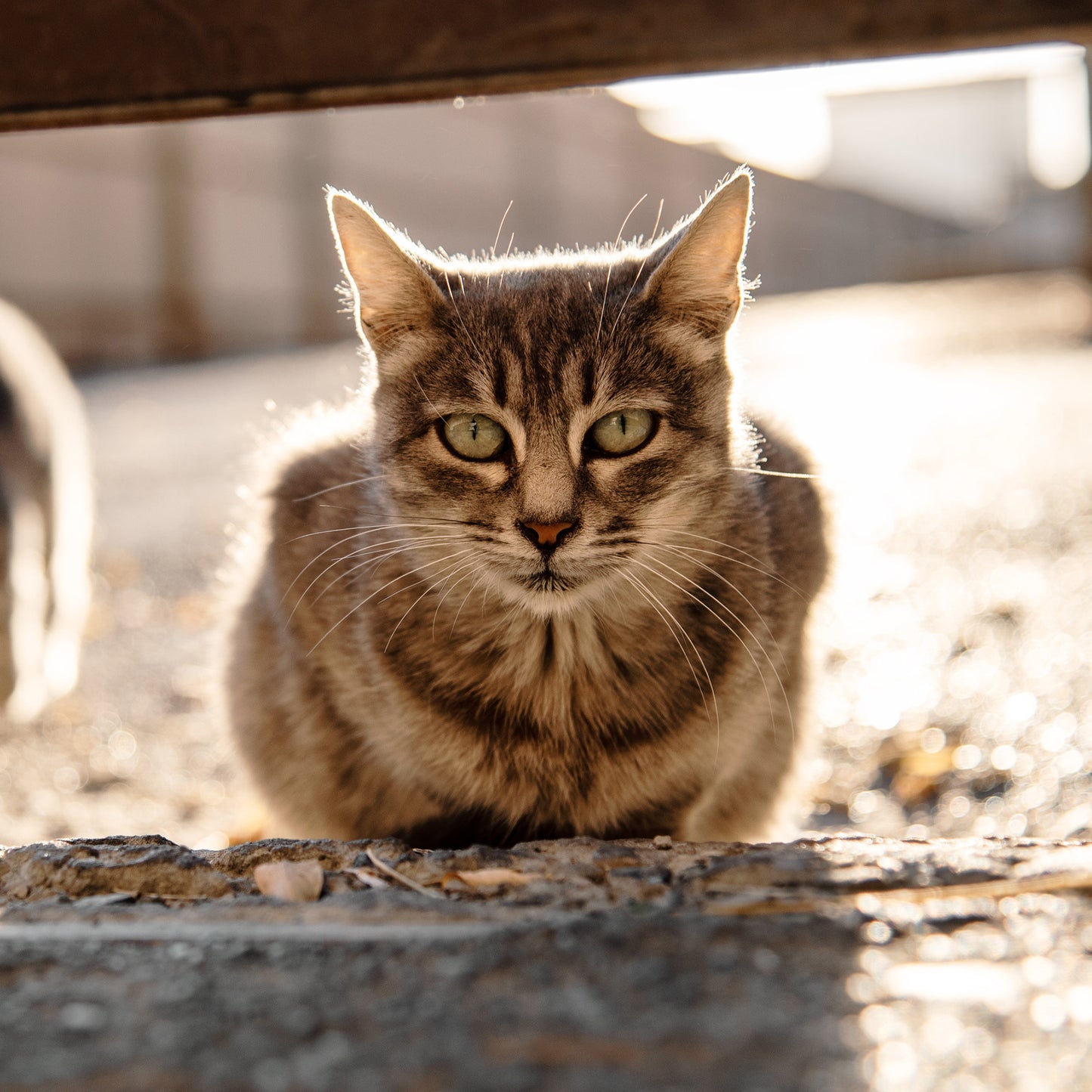Give Shelter & Supplies to Stray Cats Living in Harsh Conditions