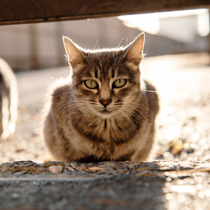 Give Shelter & Supplies to Stray Cats Living in Harsh Conditions