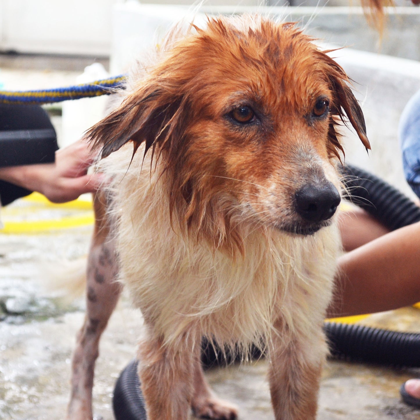 Ready For Adoption: Provide Essential Grooming Supplies to Save Pets' Lives