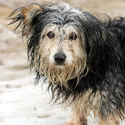 Ready For Adoption: Provide Essential Grooming Supplies to Save Pets' Lives