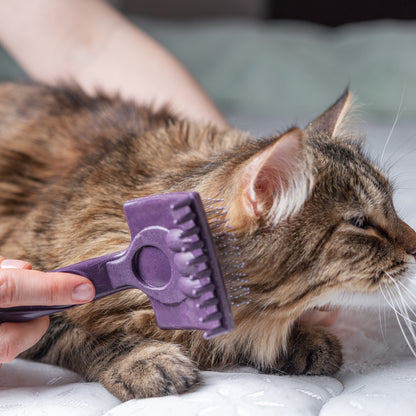 Ready For Adoption: Provide Essential Grooming Supplies to Save Pets' Lives