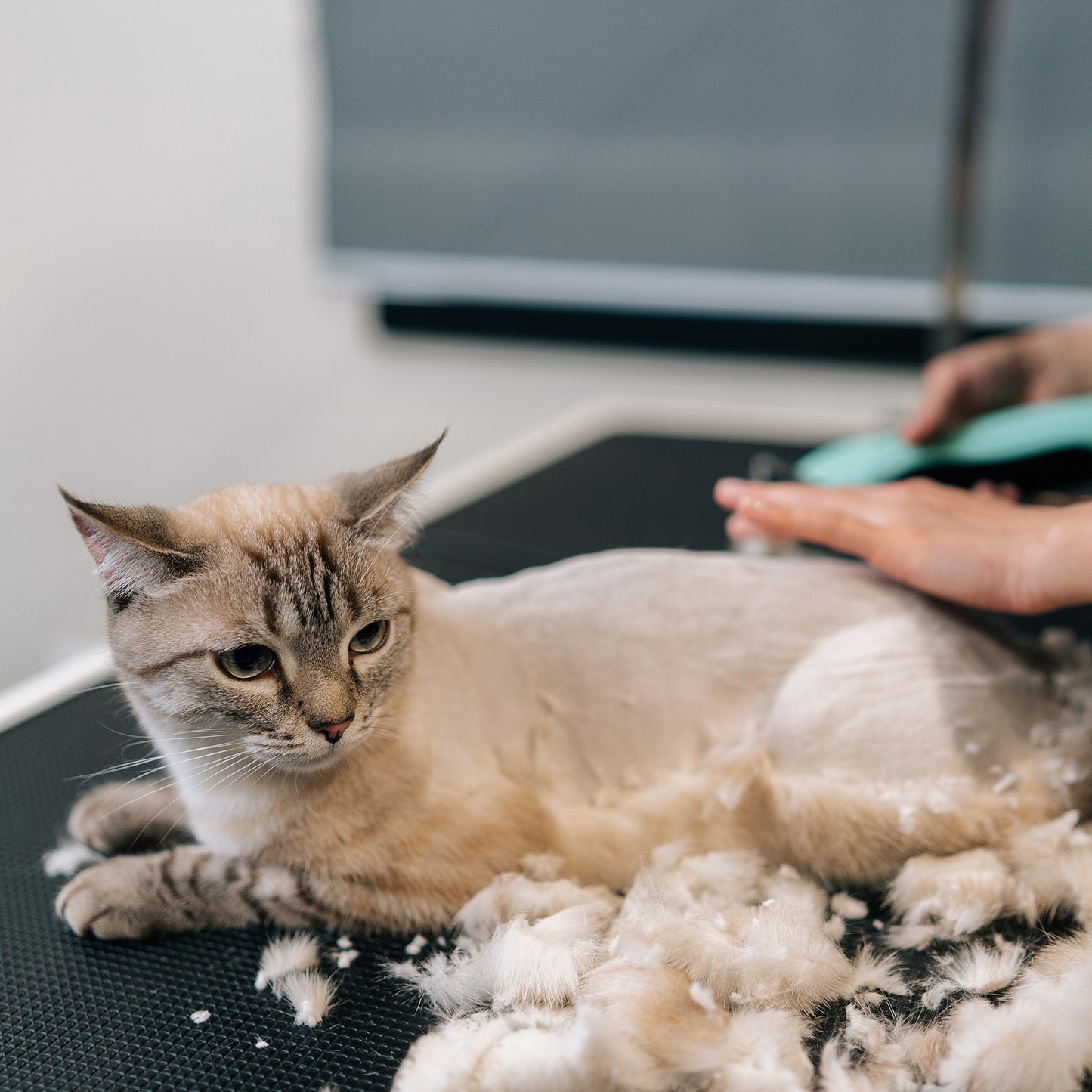 Ready For Adoption: Provide Essential Grooming Supplies to Save Pets' Lives