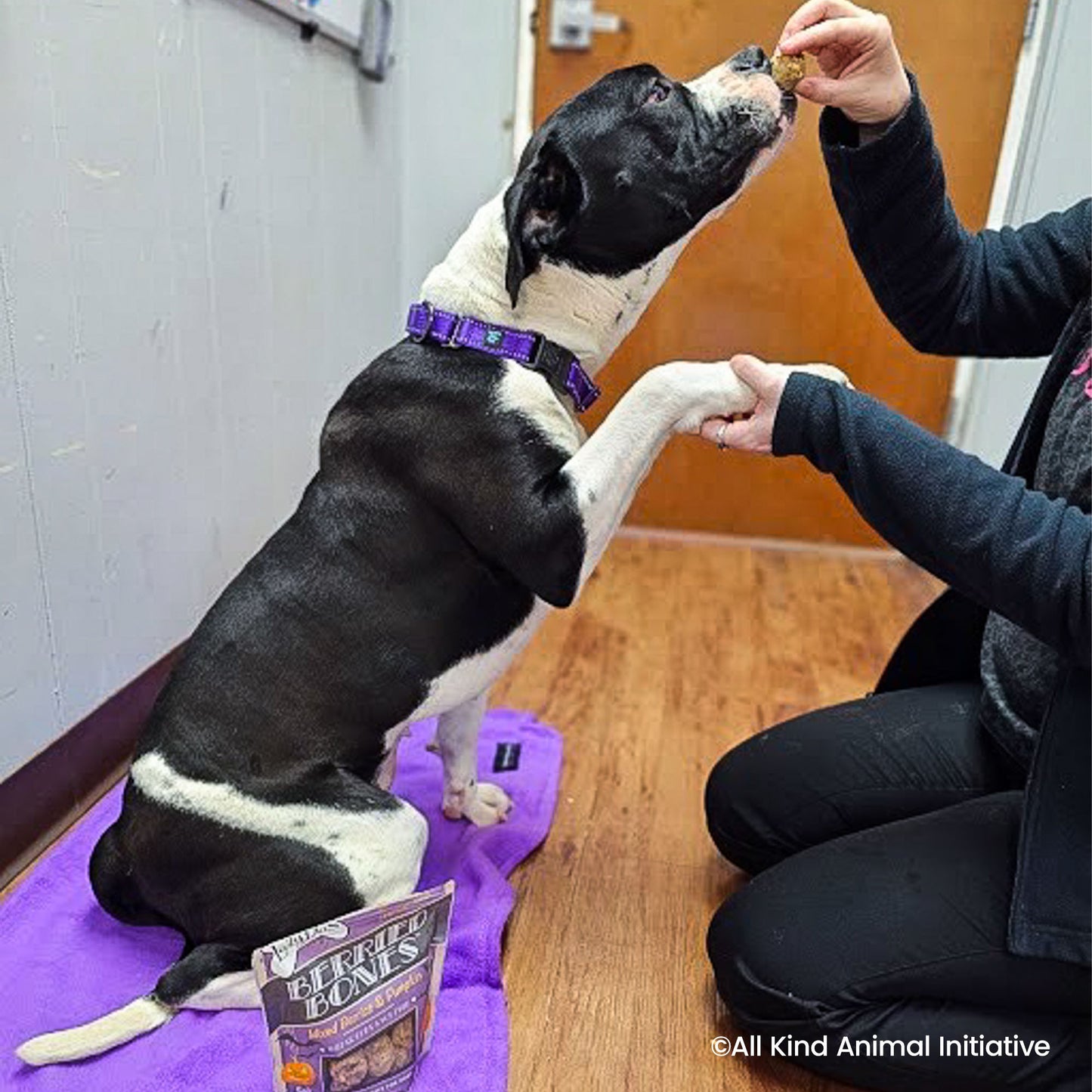 Happy Birthday Animal Rescue Site | Send Presents to Dogs & Cats Benefit Buy