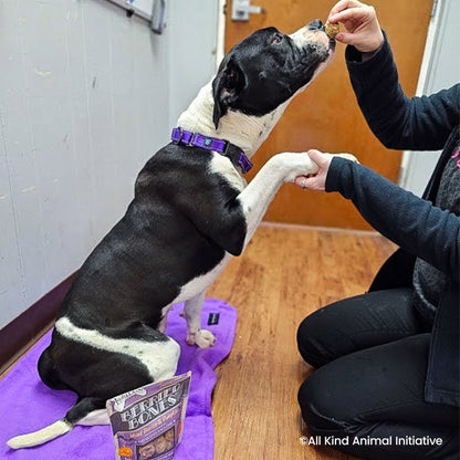 Happy Birthday Animal Rescue Site | Send Presents to Dogs & Cats Benefit Buy